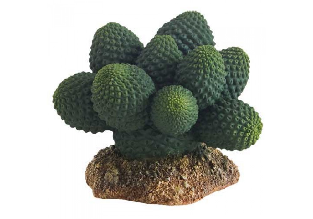 Kaktus Atacama 7 cm