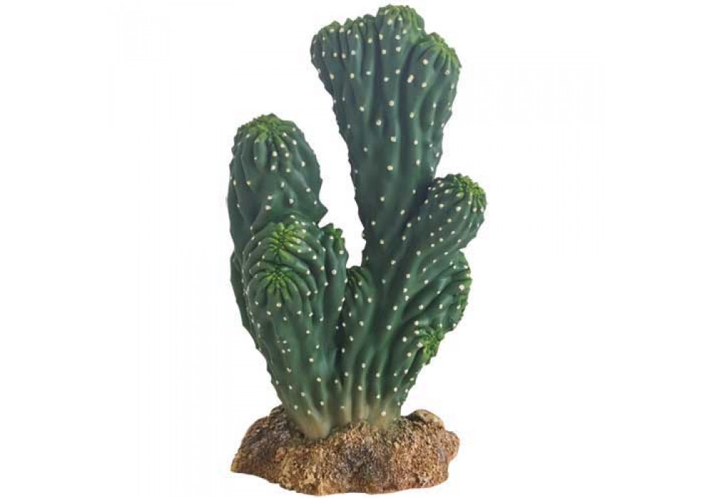 Kaktus Victoria 19 cm