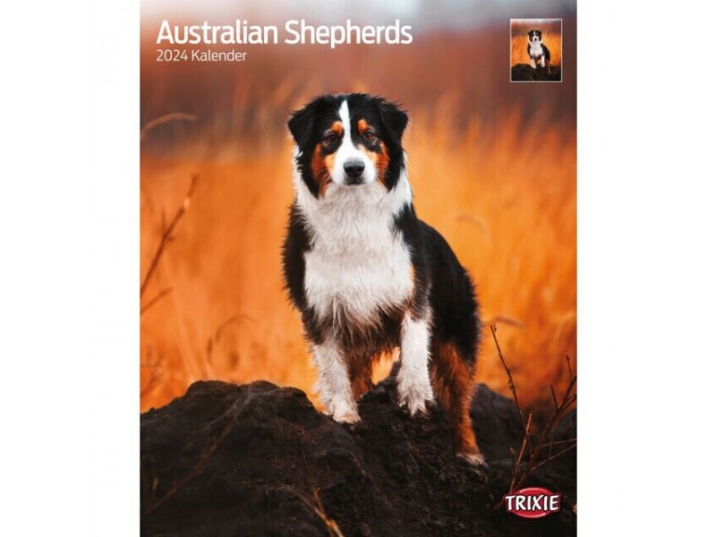 Australian Shepherd 2024