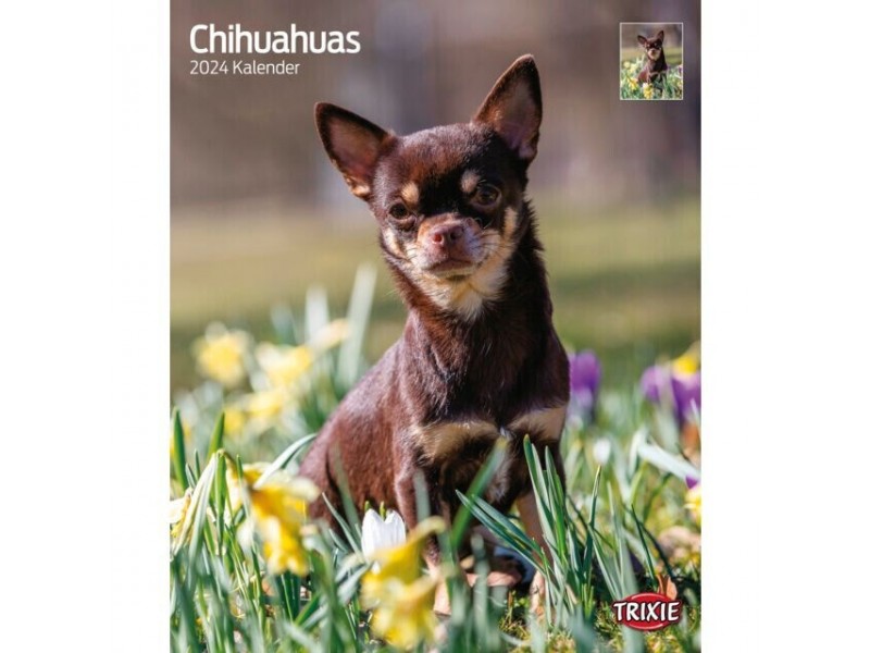 Chihuahua 2024