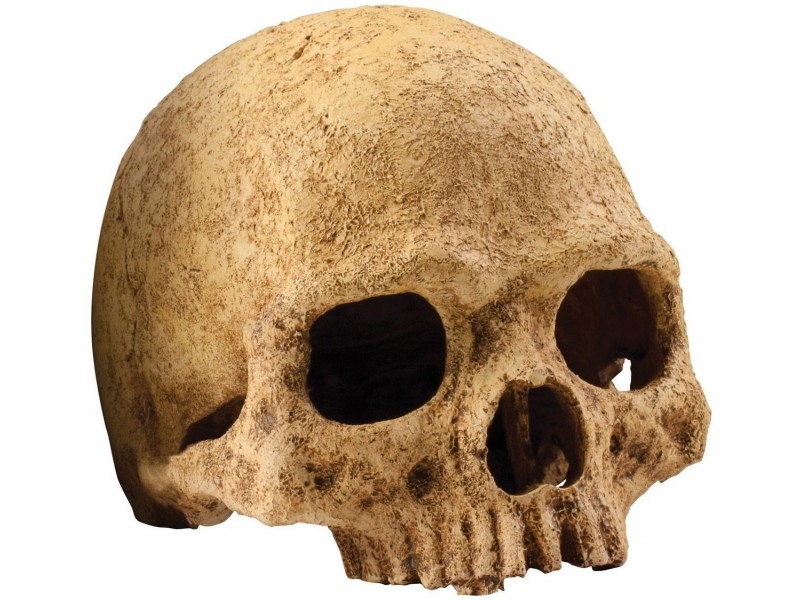 Exo Terra Totenkopf Primate Skull 17x13,5x11,5cm (PT2855)