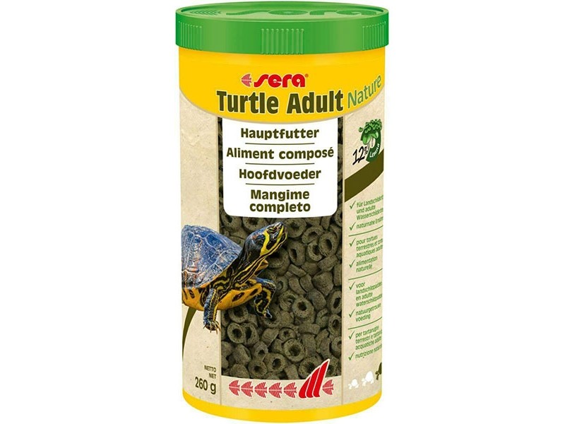 Turtle Adult Nature