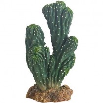 Kaktus Victoria 19 cm