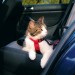 Auto Sicherheitsgeschirr Katze